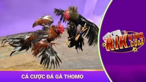đá gà thomo