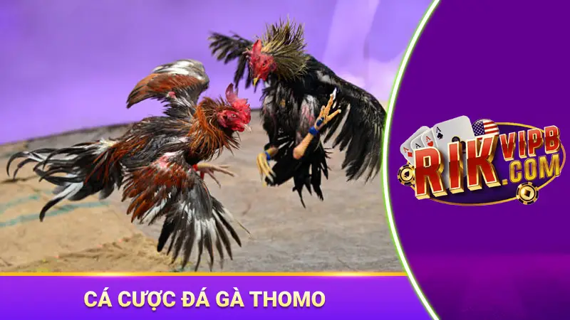 đá gà thomo