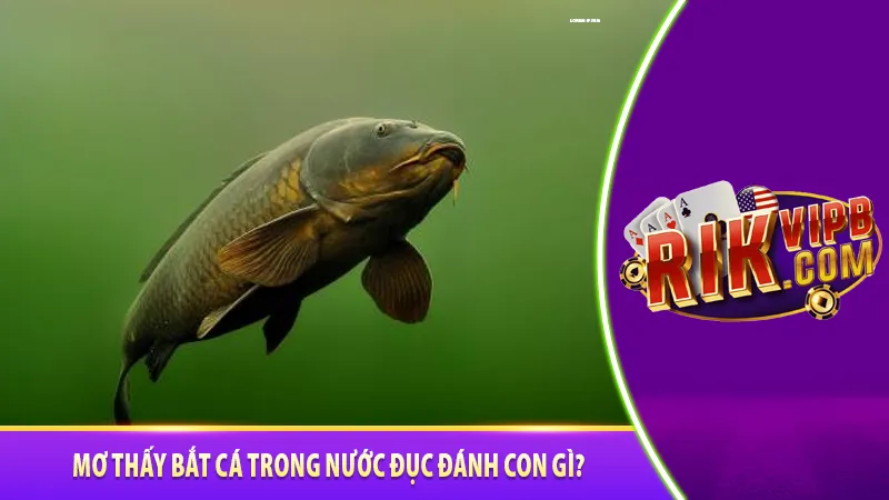 Mơ thấy bắt cá trong nước đục đánh con gì